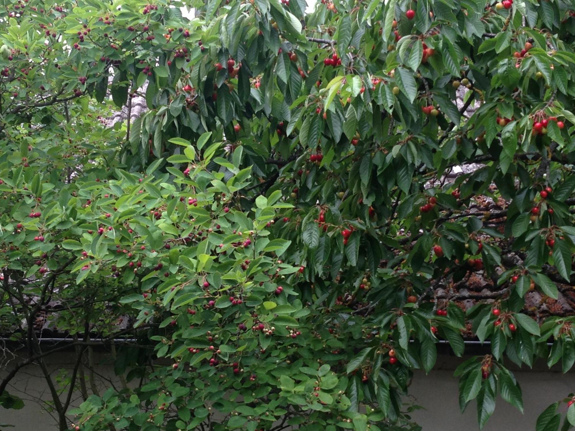 היימבאך Cherrytree Cottage 1840 מראה חיצוני תמונה