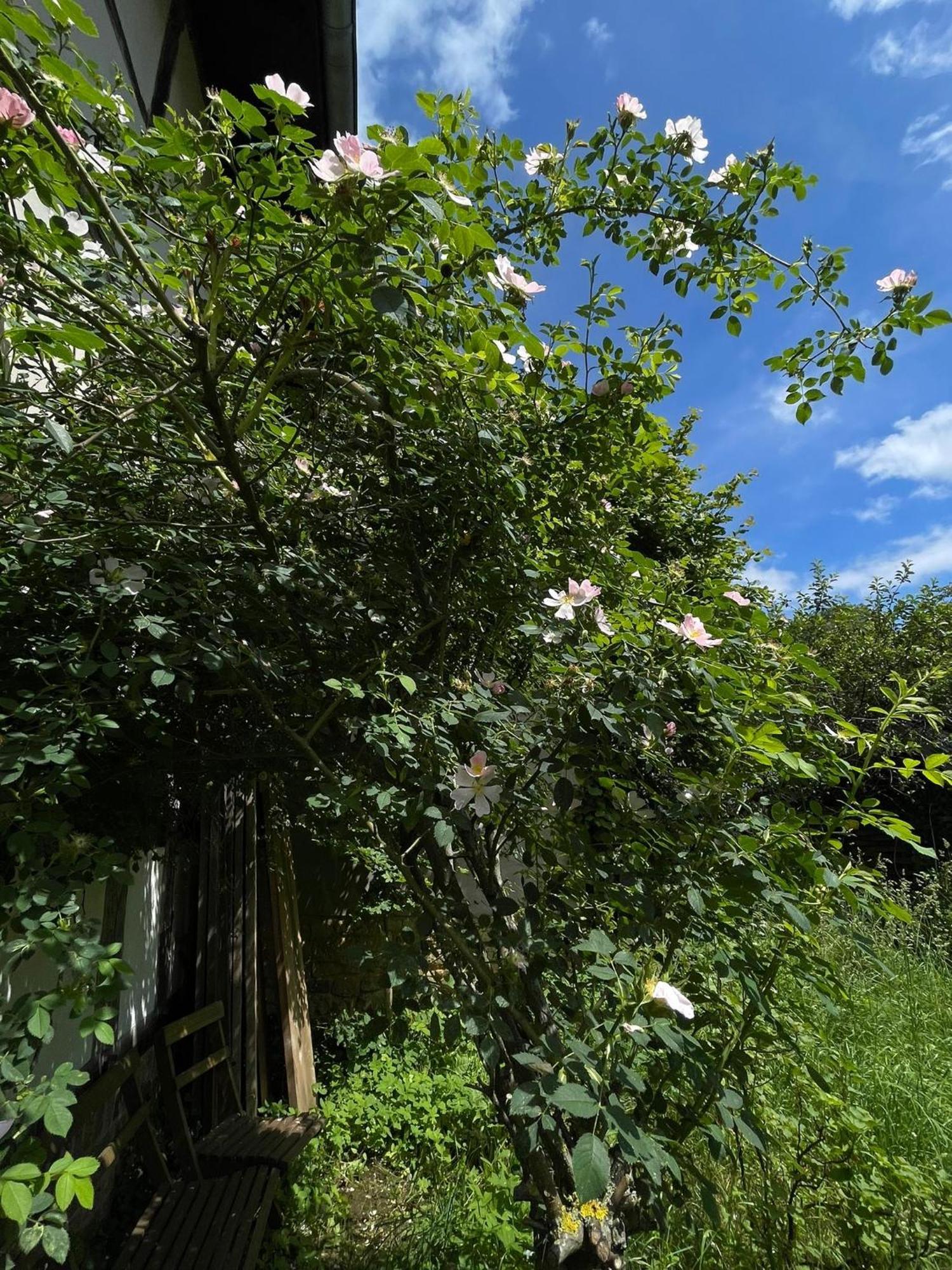 היימבאך Cherrytree Cottage 1840 מראה חיצוני תמונה